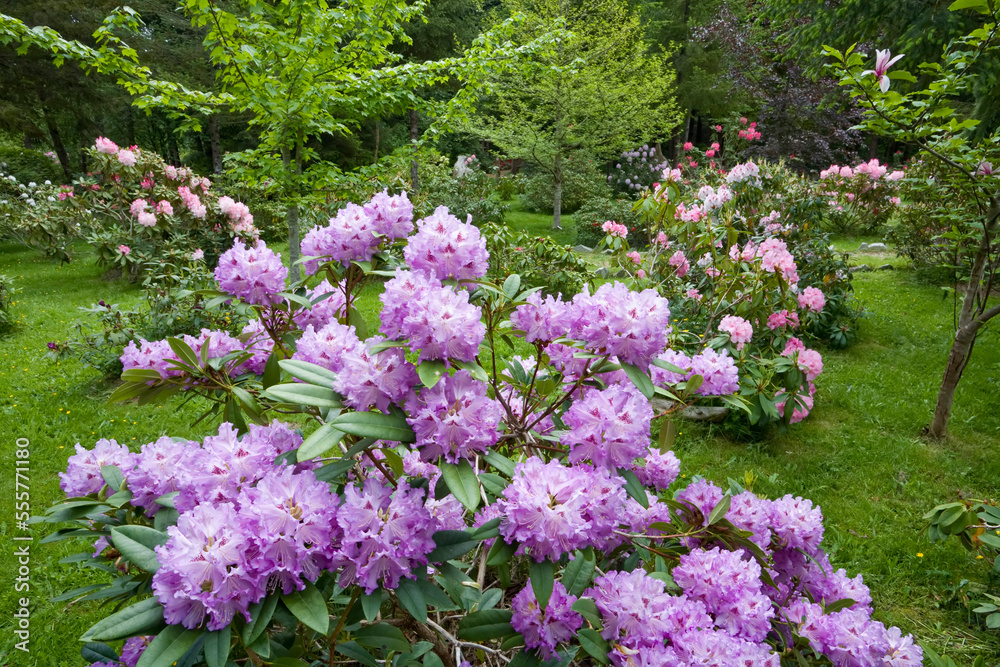 Rhododendrons in Woodland Gardens, Courtenay, British Columbia, Canada Rhododendrons in Woodland Gardens, Courtenay, British Columbia, Canada