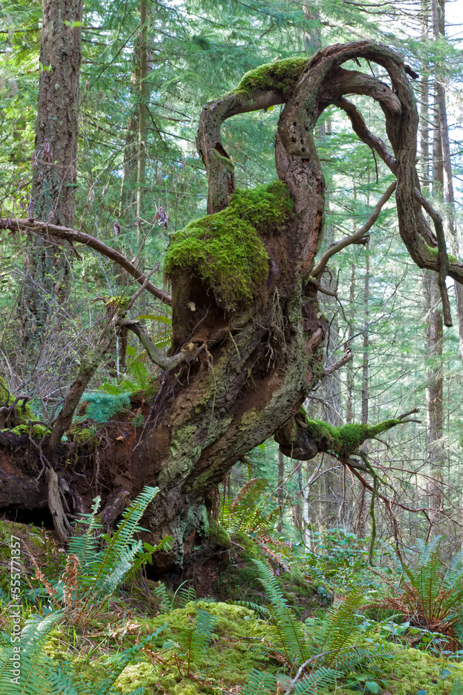 Moss and Trees, Reginald Hill, Salt Spring Island, British Columbia, Canada Moss and Trees, Reginald Hill, Salt Spring Island, British Columbia, Canada