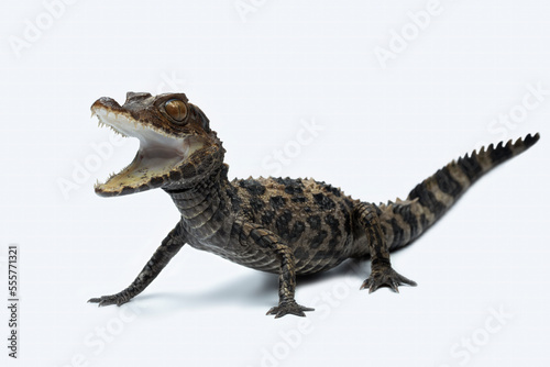 The Dwarf Caiman  Paleosuchus trigonatus  is the second-smallest species of the family Alligatoridae.