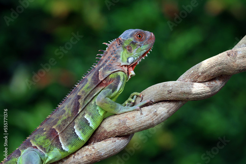 Beautiful Green Iguana (Iguana iguana) on tree branch.