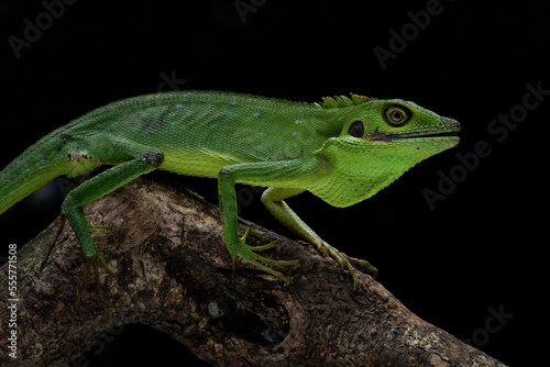 Bronchocela hayeki, the Sumatra Bloodsucker, is a species of lizard endemic to Indonesia. © Lauren
