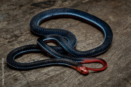 Calliophis intestinalis, commonly known as the Banded Malaysian Coral Snake, is a species of venomous elapid snake endemic to Borneo, Java, Indonesia, and Malaysia. photo