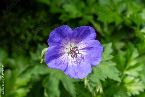 Meadow crane's-bill cranesbill geranium flower plant in bloom in the garden
