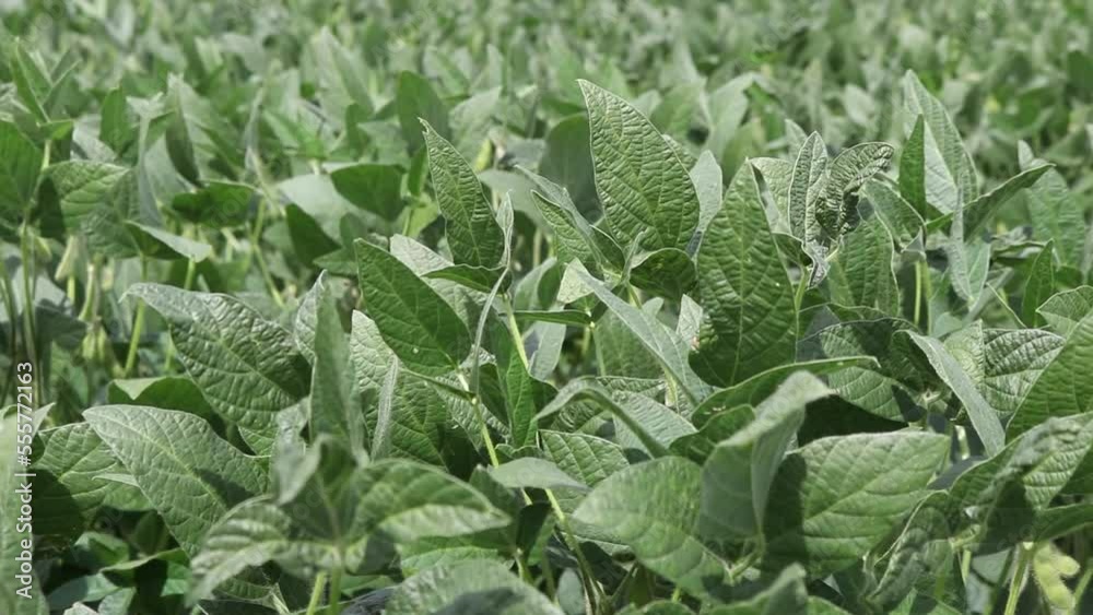 green soybean plantation in drying process on farm green soybean plantation in drying process on farm