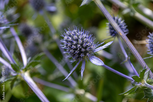 Sea Holly Flowers Eryngium plants in bloom in middleterranean garden