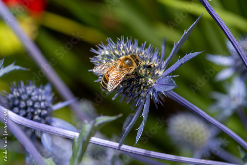 Honey Bee on Sea Holly Flowers Eryngium plants in bloom in middleterranean garden