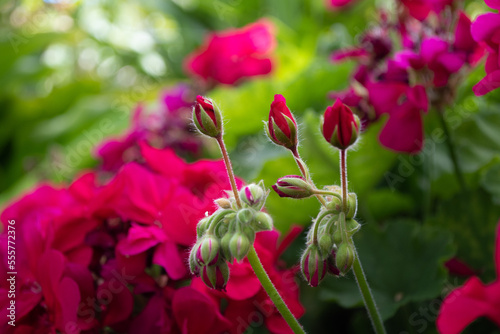 Red geranium buds in the garden on bright floral background