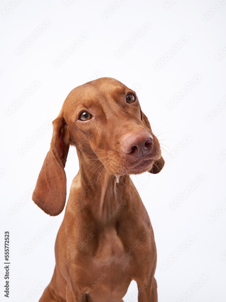 funny dog with funny muzzle. Hungarian vizsla on a white background funny dog with funny muzzle. Hungarian vizsla on a white background