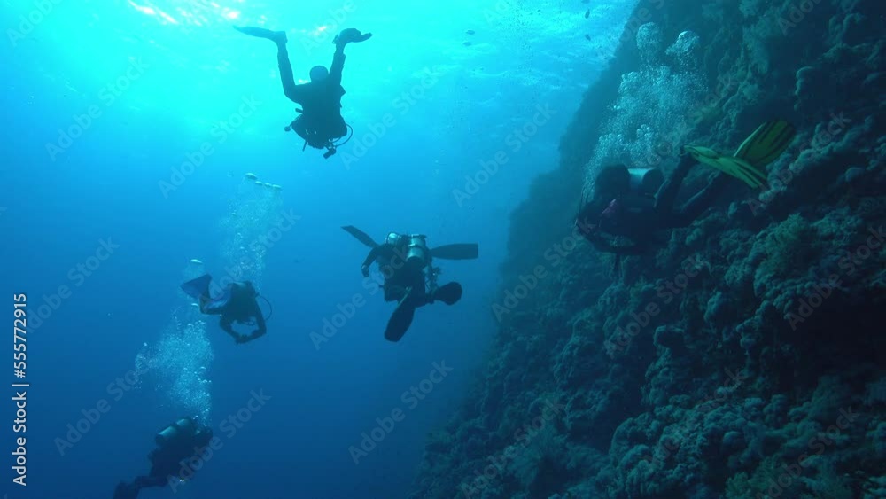 Scuba divers in Elphinstone reef Scuba divers in Elphinstone reef