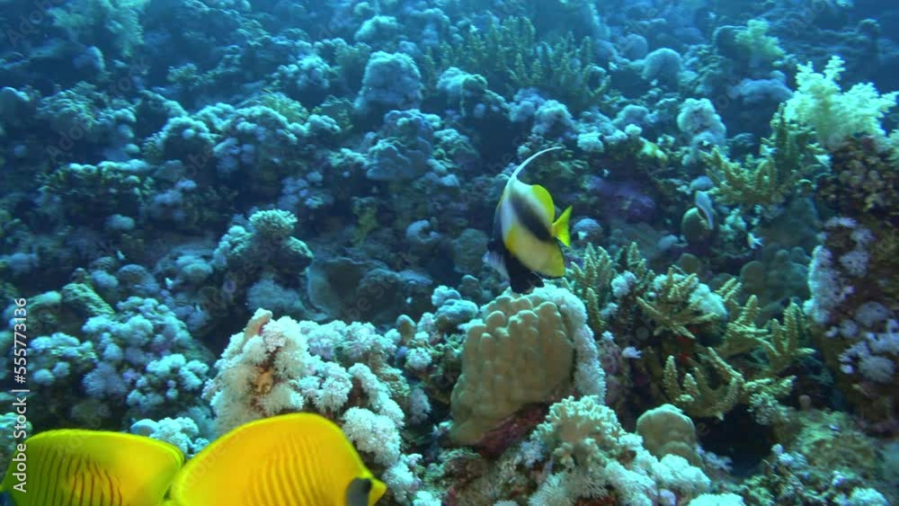 Underwater life - Idol and Surgeon fish swimming in a Red Sea coral reef Underwater life - Idol and Surgeon fish swimming in a Red Sea coral reef