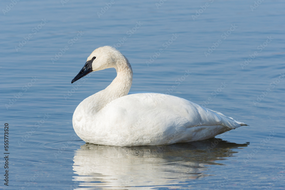 Adult trumpeter swan (Cygnus Buccinator) resting in a lake Adult trumpeter swan (Cygnus Buccinator) resting in a lake