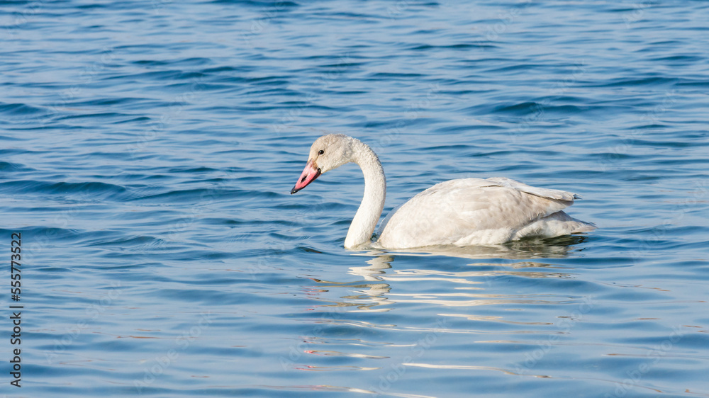 Juvenile trumpeter swan (Cygnus Buccinator) swimming in a lake Juvenile trumpeter swan (Cygnus Buccinator) swimming in a lake