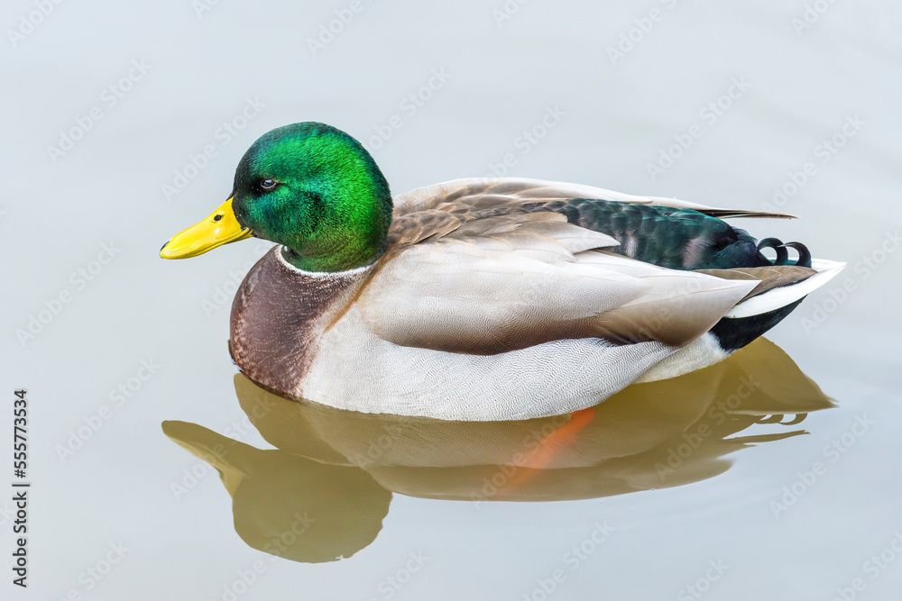 Obraz premium Breeding adult male mallard duck (Anas Platyrhynchos) swimming in a pond