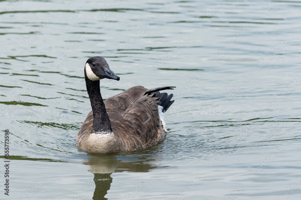 Canada goose (Branta canadensis) swimming in a pond Canada goose (Branta canadensis) swimming in a pond