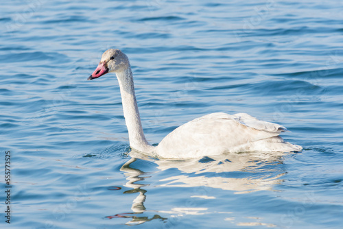 Juvenile trumpeter swan (Cygnus Buccinator) swimming in a lake