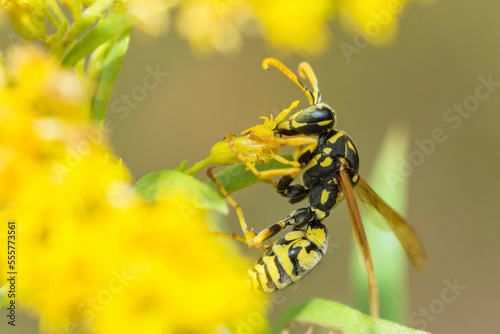 Fényképezés European paper wasp (Polistes Dominula) on Canada Goldenrod (Solidago Canadensis