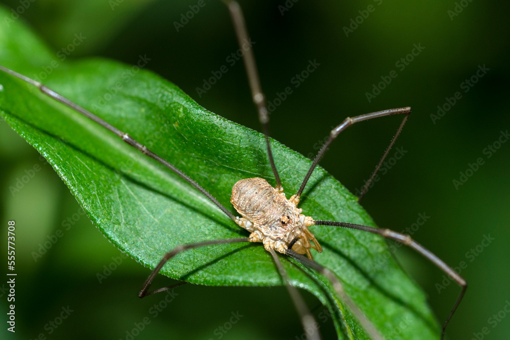 European Harvestman (Phalangium Opilio) on a leaf European Harvestman (Phalangium Opilio) on a leaf