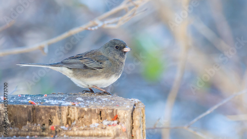 Adult male slate-colored dark-eyed junco (Junco Hyemalis) perched on a trunk