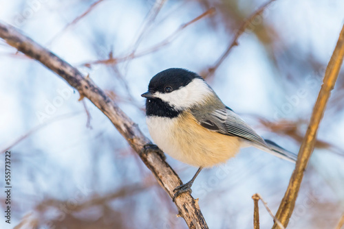 Black-capped chickadee (Poecile Atricapillus) perched on a branch