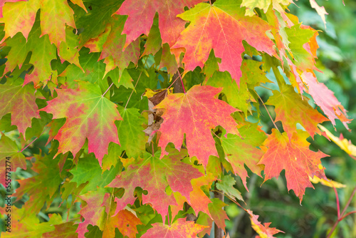 Colorful maple leaves in autumn, fall