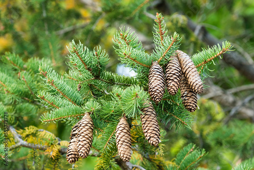 Norway spruce cones (Picea Abies)