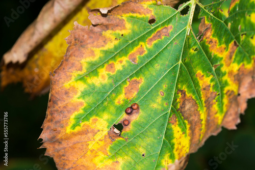 American Elm leaves (Ulmus Americana) with Bacterial Leaf Scorch (Xylella Fastidiosa)