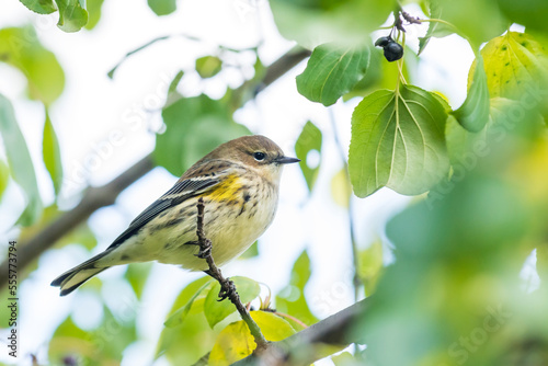 Myrtle warbler (Setophaga Coronata), yellow-rumped warbler perched on a branch photo