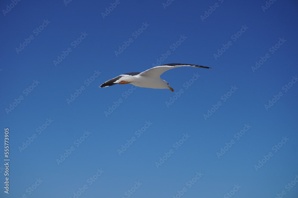 gaviota libre volando gaviota libre volando