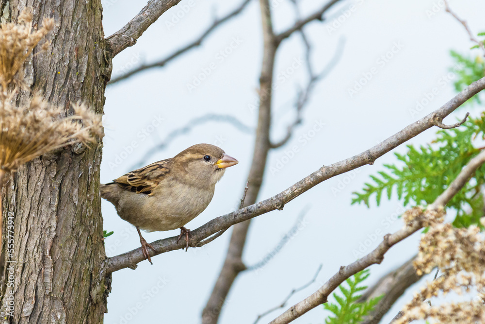 Female house sparrow (Passer Domesticus) perched on a branch