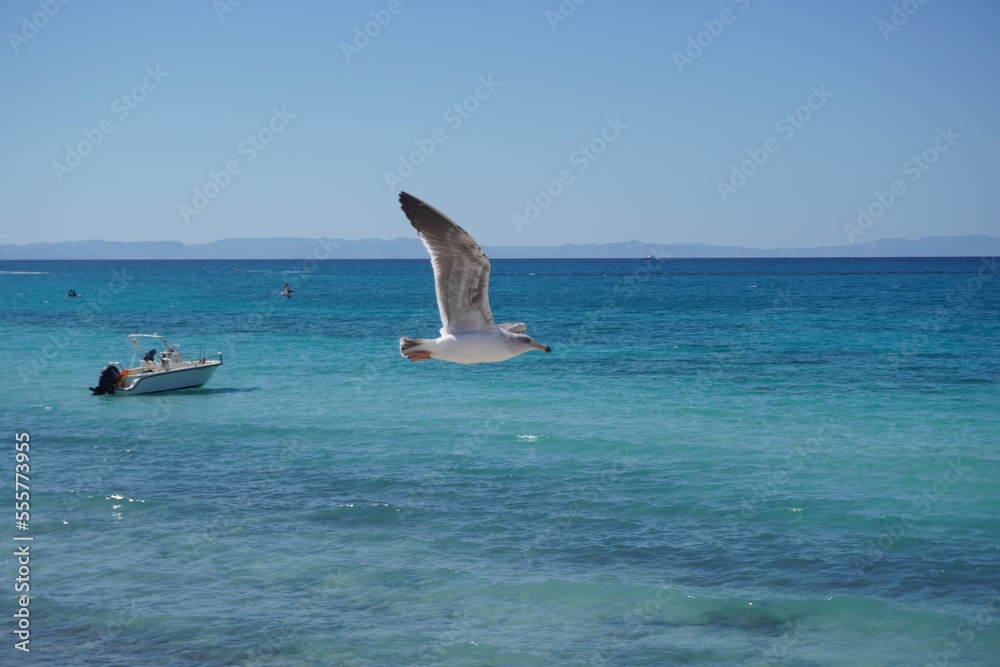 Fototapeta premium Gaviota en vuelo lancha