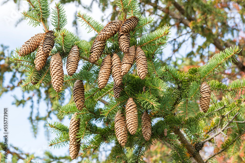 Norway spruce cones (Picea Abies)