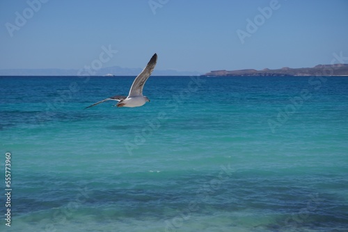Gaviota vuelo en el mar  © Ricardo
