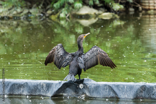Double-crested cormorant (Nannopterum Auritum) drying its wings photo