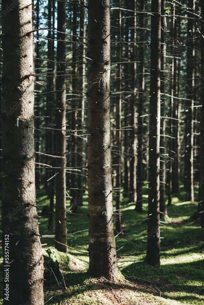 Obraz premium Beautiful trees in a forest in Norway with a beautiful bokeh