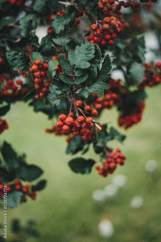 Rowanberries on a tree with some white mushrooms in the background, beautiful bokeh close up