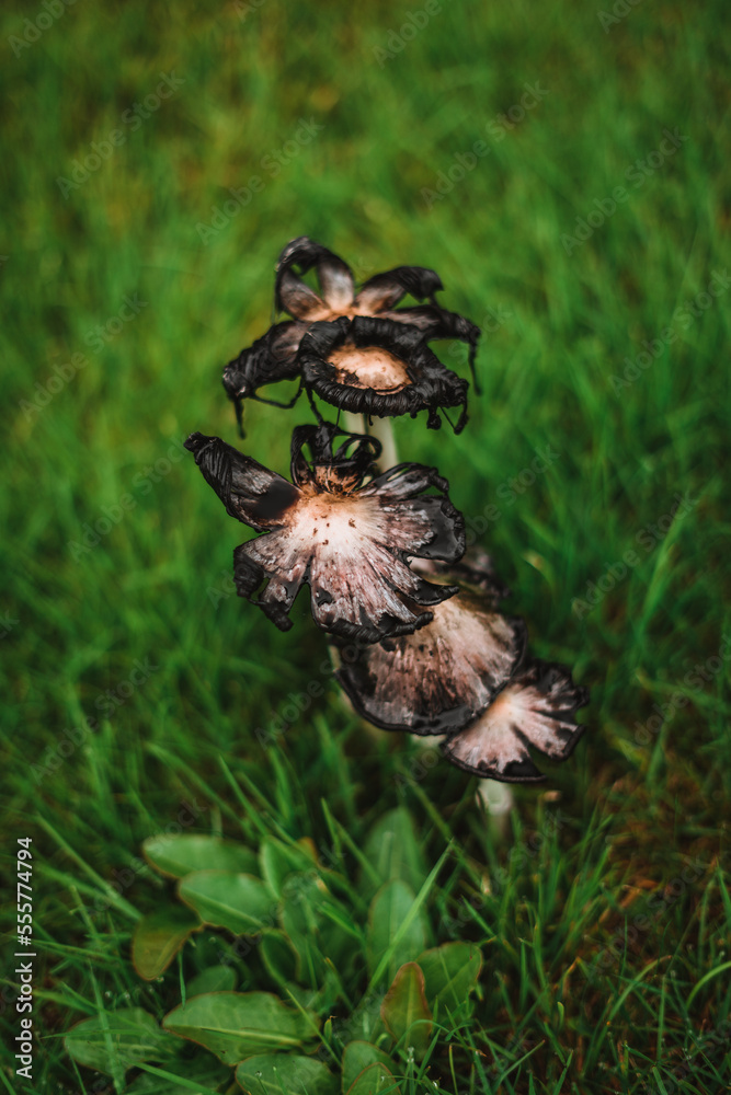 Cute little black mushrooms with a beautiful bokeh in a forest. They look like they have been burned. Cute little black mushrooms with a beautiful bokeh in a forest. They look like they have been burned.