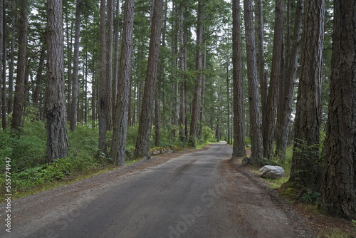 Road through Forest, Rebecca Spit Marine Provincial Park, Quadra Island, Canada photo