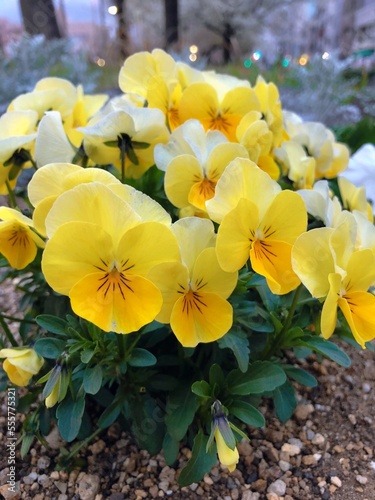 yellow pansy flowers in garden