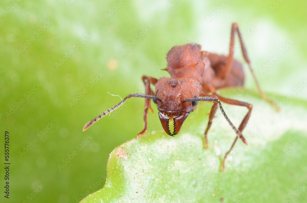 Fototapeta premium ant on leaf