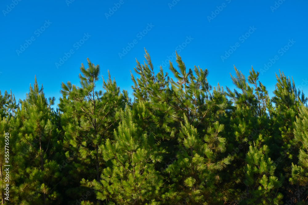 Forest Eucalyptus Plantation Pine Tree Forest Eucalyptus Plantation Pine Tree