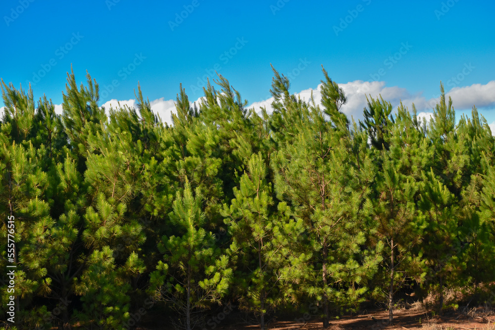 Fototapeta premium Forest Eucalyptus Plantation Pine Tree 