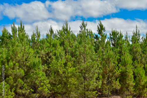 Forest Eucalyptus Plantation Pine Tree 