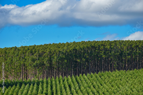 Forest Eucalyptus Plantation Pine Tree 