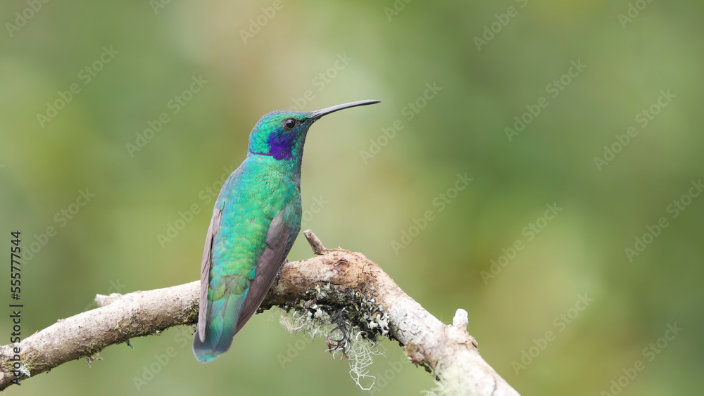 rear view of a lesser violetear hummingbird on a perch rear view of a lesser violetear hummingbird on a perch