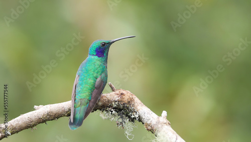 rear view of a lesser violetear hummingbird on a perch © chris