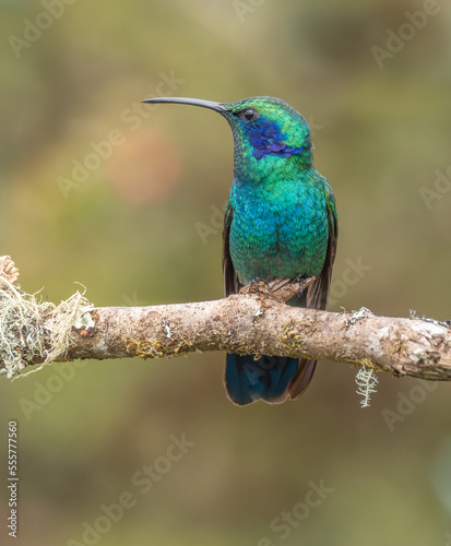 front view of a lesser violetear hummingbird on a perch at a garden