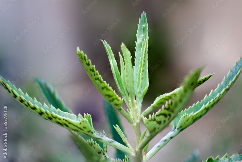 Desert plant of Kalanchoe Daigremontiana succulent also known as Mother of Thousands or Devils Backbone;; shallow depth of field, dreamy smooth bokeh Desert plant of Kalanchoe Daigremontiana succulent also known as Mother of Thousands or Devils Backbone;; shallow depth of field, dreamy smooth bokeh