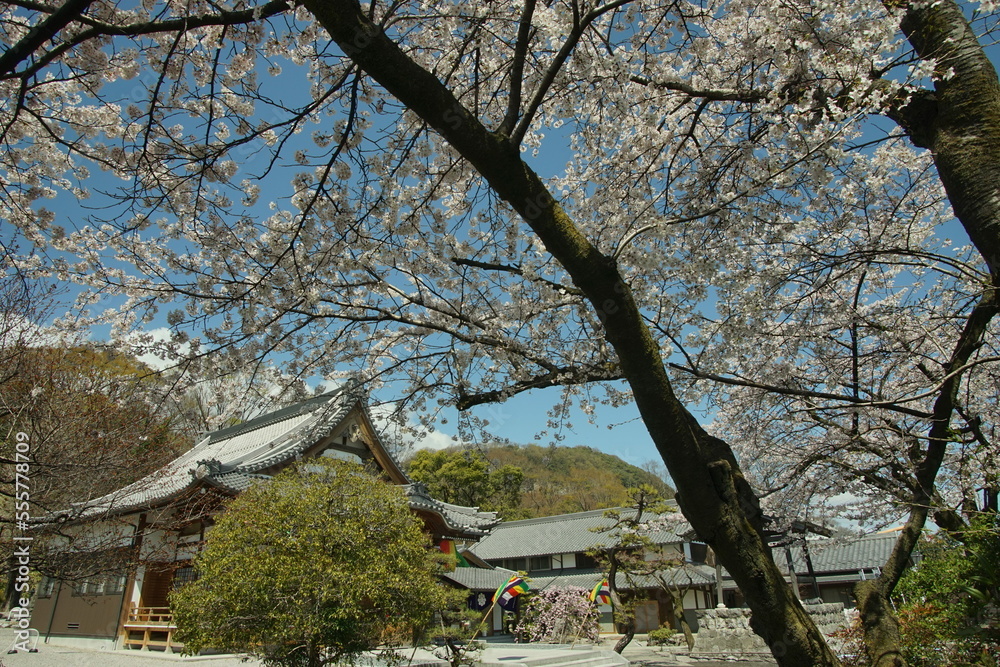 大垣・天清院呑龍閣の桜