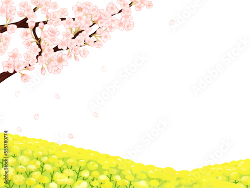 桜と菜の花畑の春の白背景フレーム