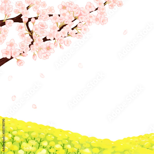桜と菜の花畑の春の白背景フレーム